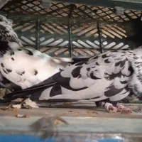 ۳۵۰۰هزار تومان|پرنده|بانه, |دیوار