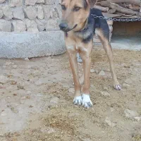 سگ نگهبان