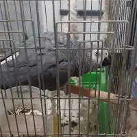 خریدوفروش کاسکو