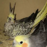 عروس هلندی