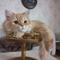 گربه نر پرشین اسکاتیش عروسکی گارفیلدی دم روباهی