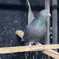 کفتر کبوتر|پرنده|تهران, حکیمیه|دیوار