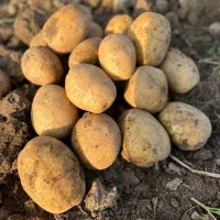 سیب زمینی فریدن