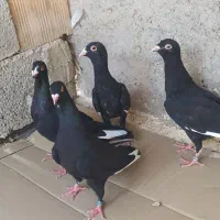 قره سوری ،دمچتری،موشی طلایی|پرنده|خورموج, |دیوار