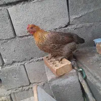 مرغ بومی با جوجه|حیوانات مزرعه|لردگان, |دیوار