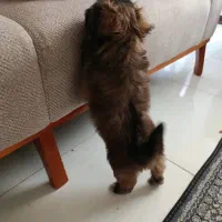 پاپی نژاد مالتیپو|سگ|پرند, فاز ۴|دیوار