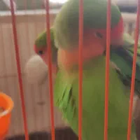 طوطی برزیلی|پرنده|سپیدان, |دیوار