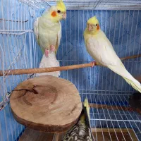 عروس هلندی|پرنده|رستمآباد, |دیوار