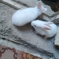 چند عدد خرگوش سالم وسرحال وتمیز دونه ای 300تومان