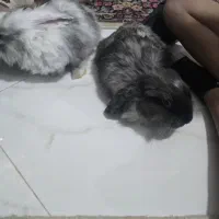 دو عدد خرگوش لوپ ۱۰۰ درصد|موش و خرگوش|کرمان, |دیوار