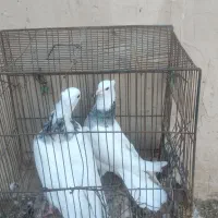 کفتر رنگی طوقی مهر مهر بشرط|پرنده|قم, هنرستان|دیوار