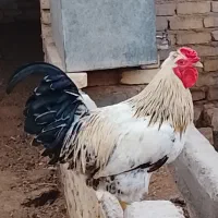 خروس جوان