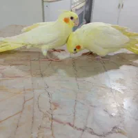 عروس هلندی