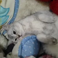 واگذاری گربه سفید نژاد اسکاتیش شورت هیر|گربه|کرمانشاه, |دیوار