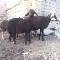 گوسفند یا ۳ بره نر و یک ماده نژاد افشار