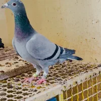 کبوتر پرنده پلاکی مسافتی سری درجه یک|پرنده|اهواز, کوی رمضان|دیوار