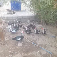 جوجه نر اردک روسی|حیوانات مزرعه|ایرانشهر, |دیوار