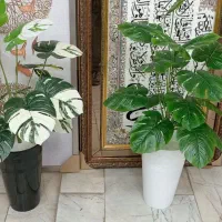 درخچه برگ انجیری18برگ خارجی 550