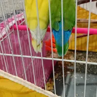 طوطی کوتوله|پرنده|گلبهار, شهر جدید گلبهار|دیوار