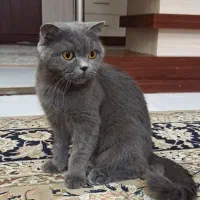گربه اسکاتیش بلو ماده