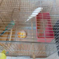 یک جفت مرغ عشق آلبینو مولد