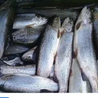 ماهی قزل آلا  نژاد اسپانیا