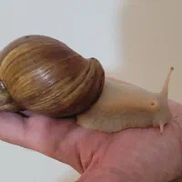 حلزون آفریقایی مولد|خزنده|تهران, تهرانپارس شرقی|دیوار