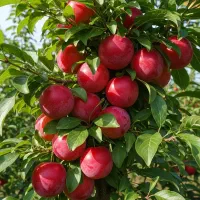 فروش نهال آلو گرگان
