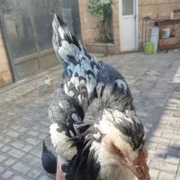 نیمچه های دم تخم گلین