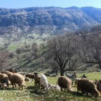 تعداد ۲۷ بز خوب به فروش میرسد|حیوانات مزرعه|یاسوج, |دیوار