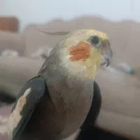 عروس هلندی گم شده