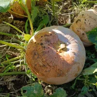 کدو حلوایی شیرین|خوردنی و آشامیدنی|ساری, |دیوار