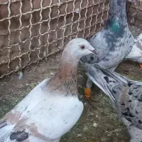 کبوتر هفرنگ