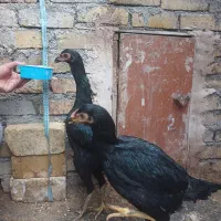 مرغ و خروس اوشامو آلمانی|حیوانات مزرعه|تهران, مخصوص|دیوار