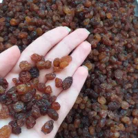 کشمش آفتابی