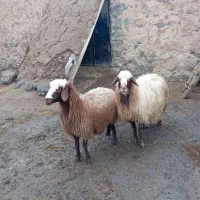 گوسفندجوان