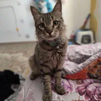 گمشده|گربه|قرچک, مهدیه|دیوار