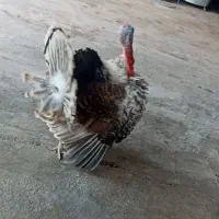 بوقلمون نر و ماده|حیوانات مزرعه|دزفول, |دیوار