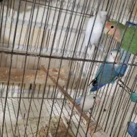 عروس هلندی بالغ تک و کوتوله|پرنده|رفسنجان, |دیوار