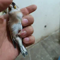 سهره گم شده|حیوانات|کرمانشاه, |دیوار