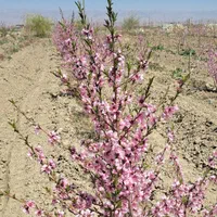 زمین حاشیه جاده/تهاتر /معاوضه|فروش زمین و ملک کلنگی|گلبهار, نوبهار|دیوار
