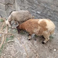 دو راس بره