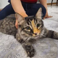 گربه واگذاری