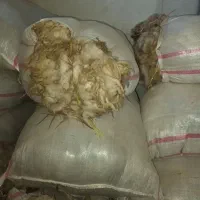 پشم گوسفند سفید اعلای گرمانشاه|رختخواب، بالش، پتو|تبریز, |دیوار