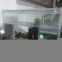 آکواریوم کاملا سالم با همی وسایل