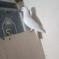 کفتر  سرخ دمسفید