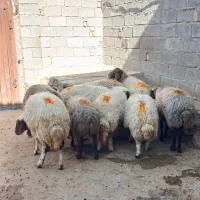 ۹راس میش ابستن          گاو قوچ بز کاور بره