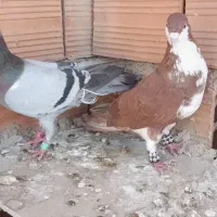داتا کفتر