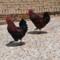جراحی چمران