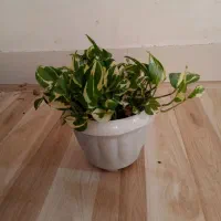 (گل)|گل و گیاه طبیعی|بانه, |دیوار